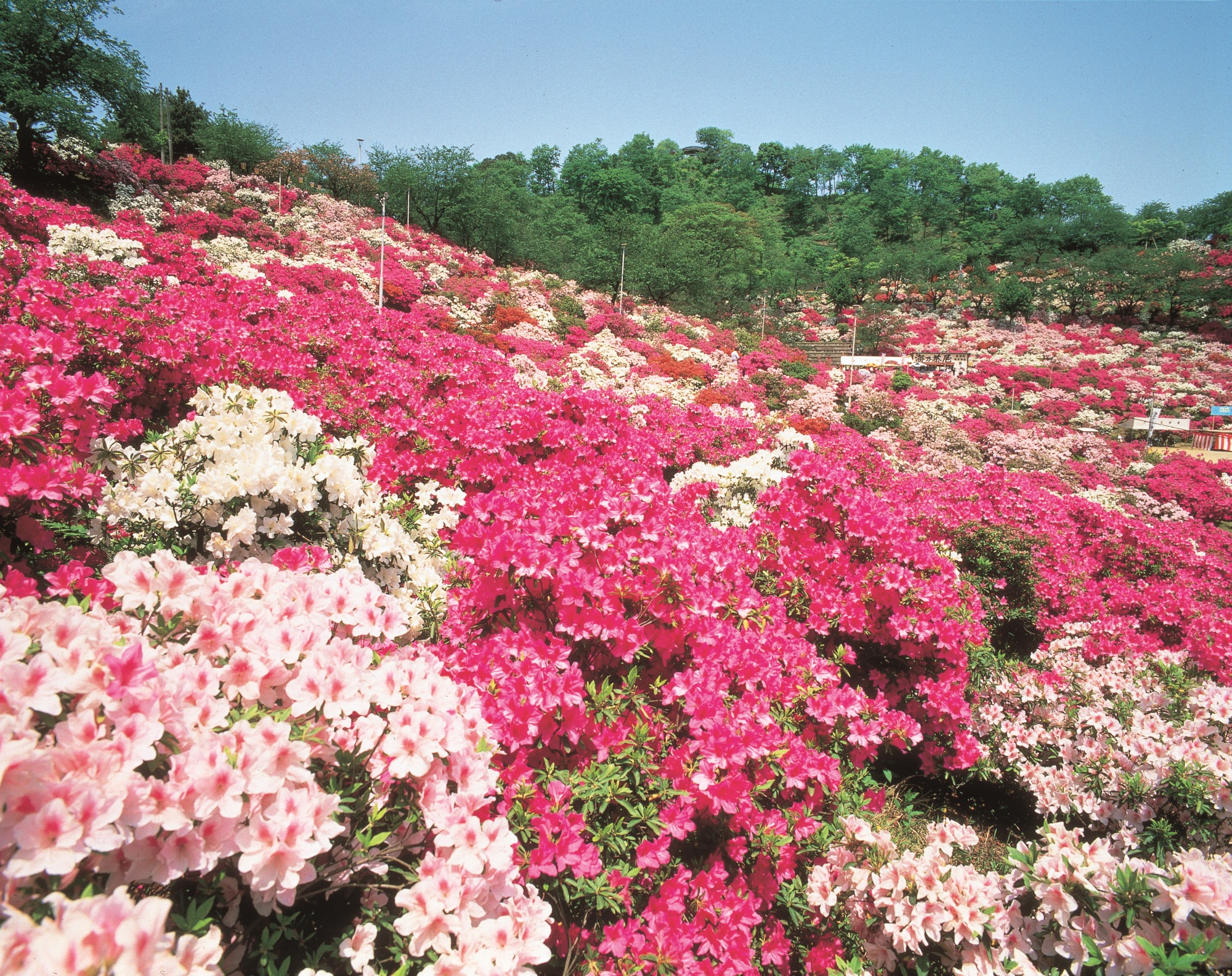 福井の四季を彩る！福井県のお花特集～春編～