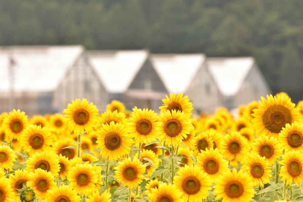 福井の四季を彩る!福井県のお花特集~夏(花菖蒲・バラ・ハス・ヒマワリ)編~