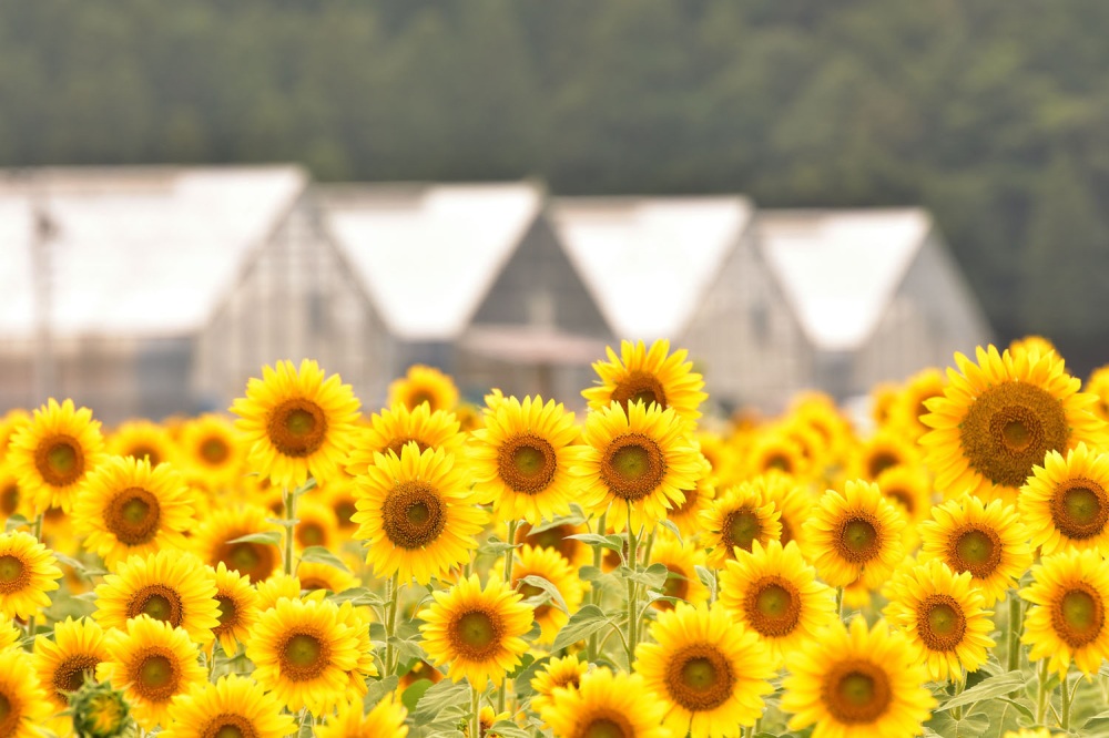 福井の四季を彩る！福井県のお花特集～夏（花菖蒲・バラ・ハス・ヒマワリ）編～