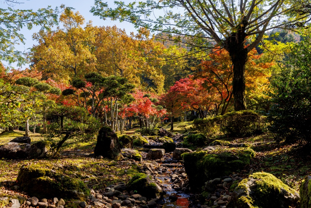 福井の四季を彩る!福井県のお花特集~秋編(紅葉・コスモス・菊・バラ)~