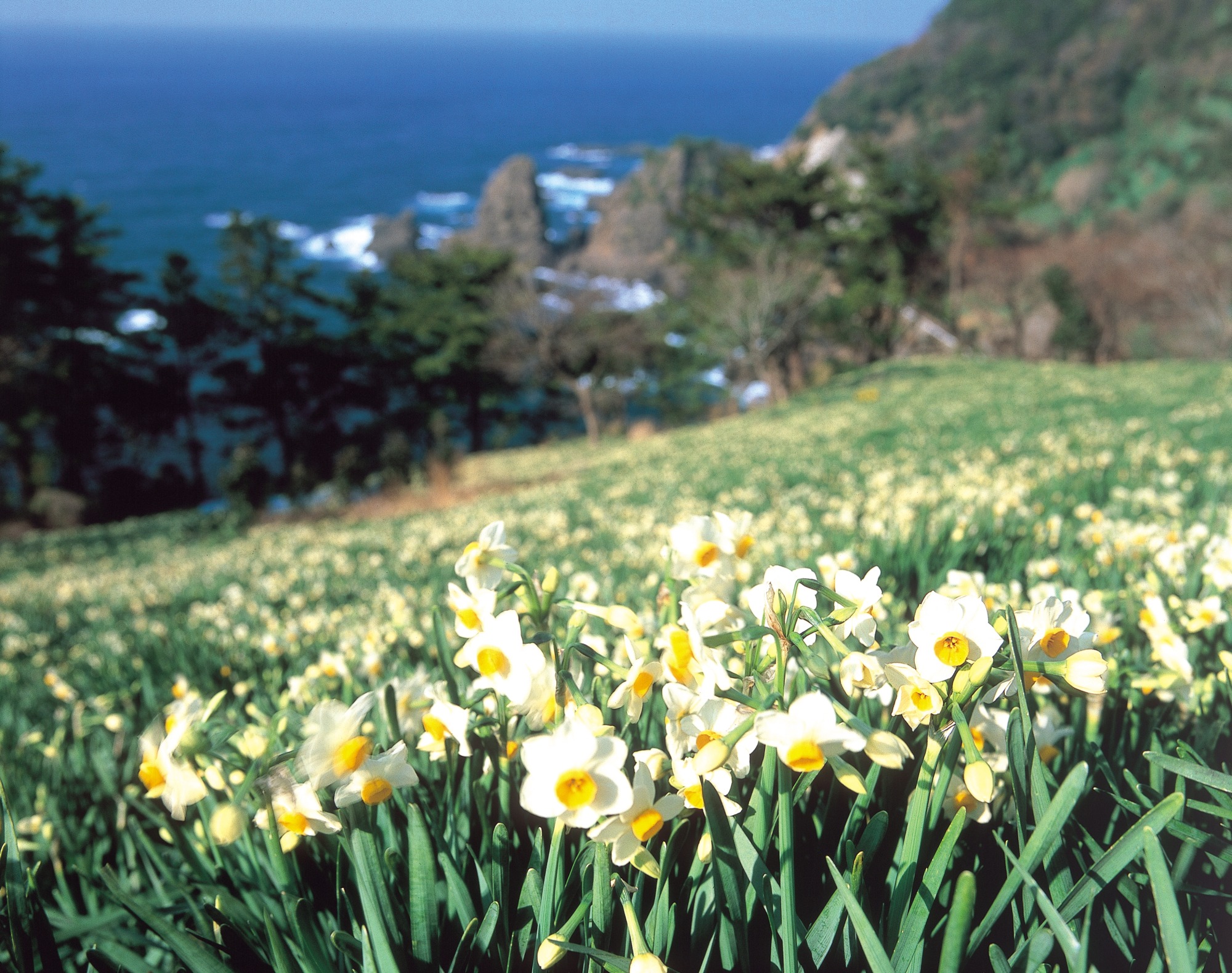 福井の四季を彩る！福井県のお花特集～冬編～