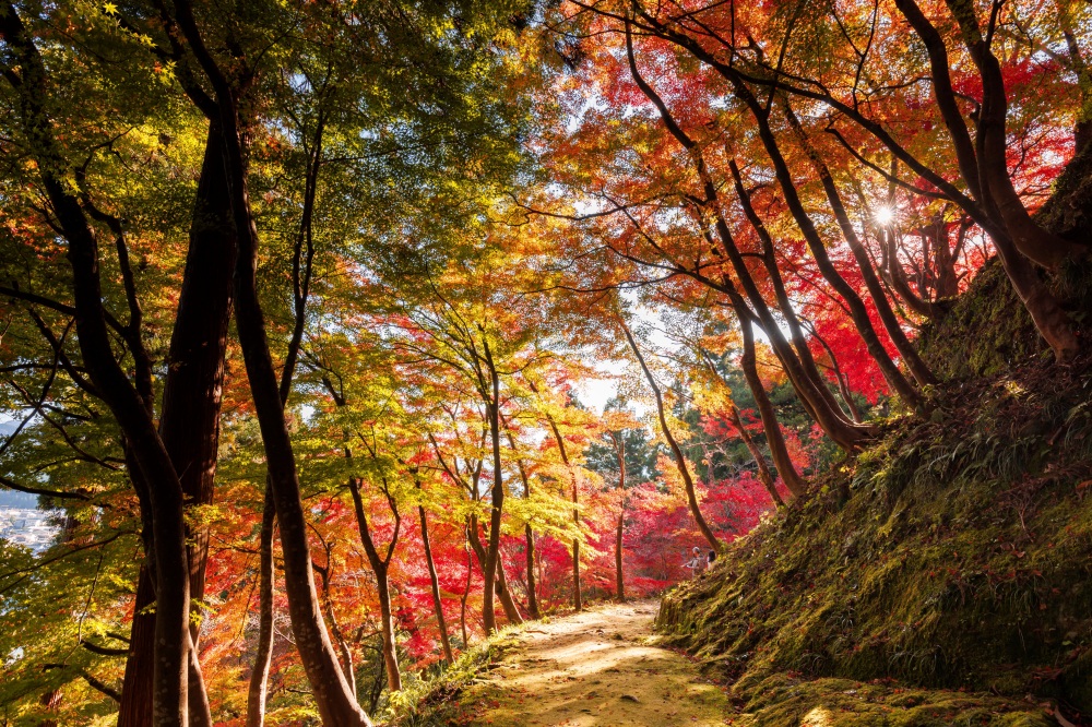福井の秋の魅力をご紹介！福井観光ガイド（９月～１１月）