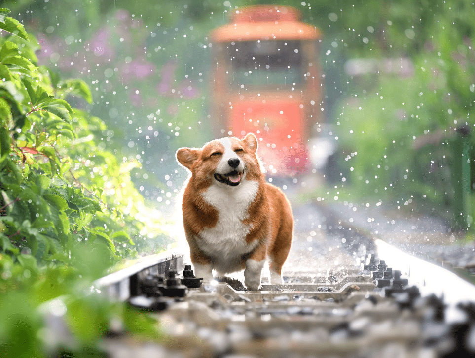 福井県でペットと泊まれる宿リスト~ペットと楽しむ福井県~