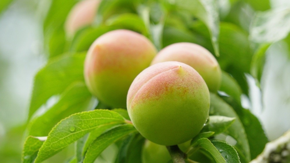 福井県旅行者に聞いた「買ってよかった!おすすめ福井土産」福…