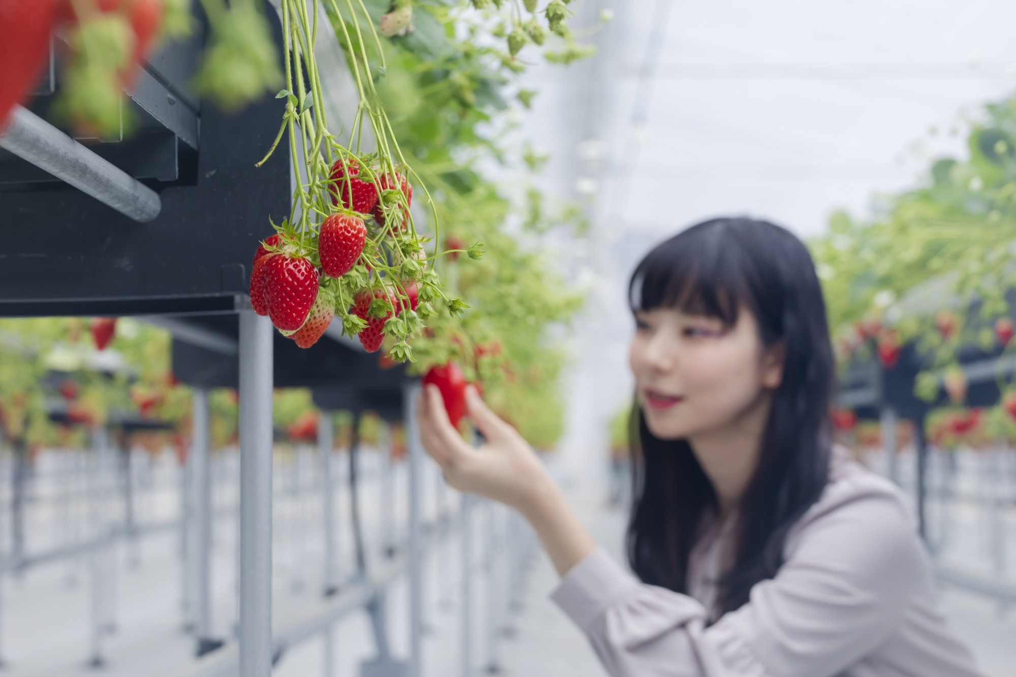 【2026年度版】福井県内いちご狩りスポットガイド