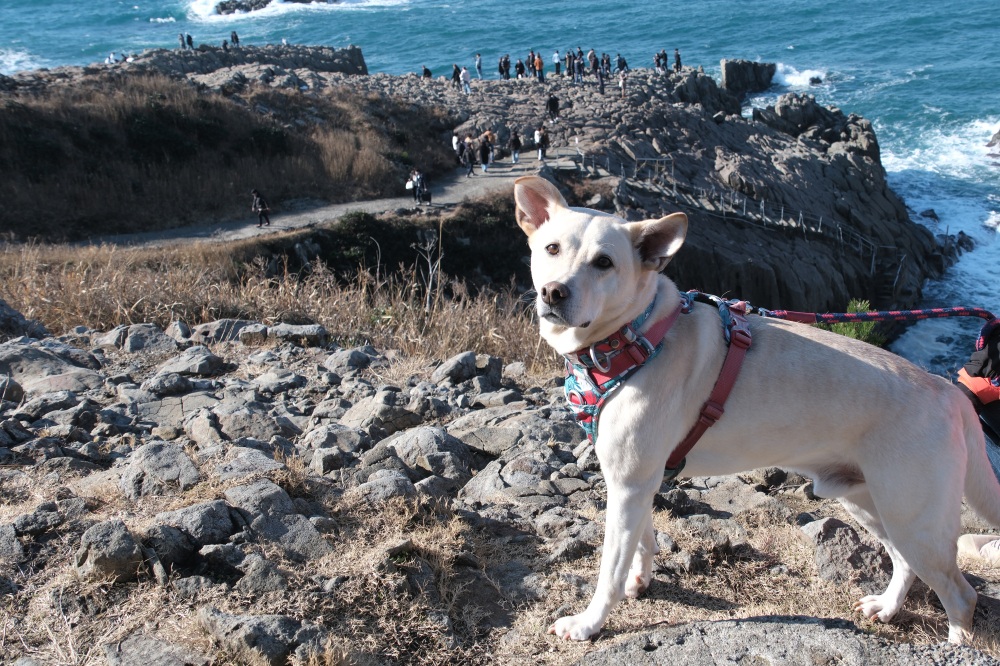 【2026年最新版】犬連れOK。“うちのコ”と楽しむ福井の観光スポット5選