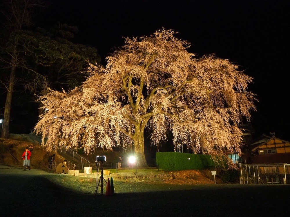 妙祐寺の桜のライトアップ