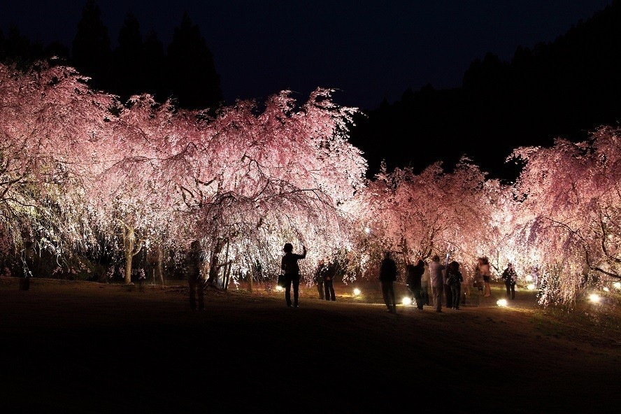 竹田の里 しだれ桜まつり