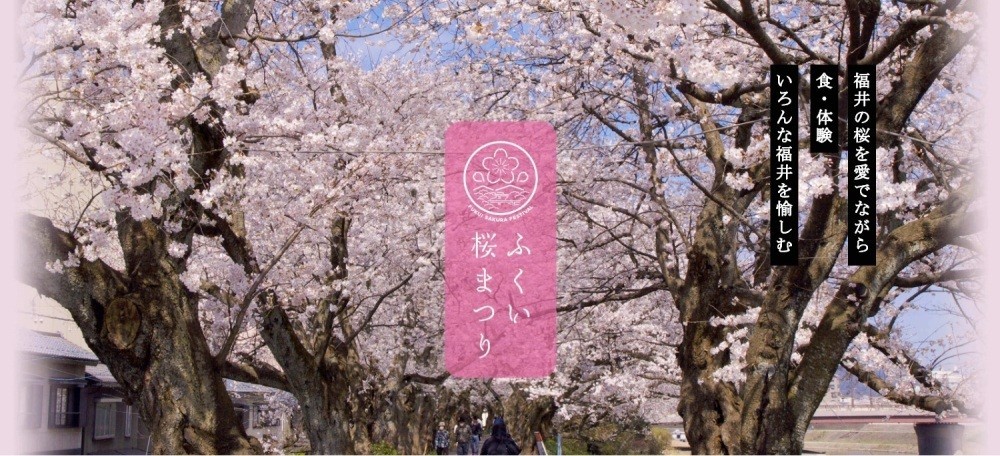 「日本桜名所100選」足羽川桜並木をなどの桜ライトアップを中心に、桜の都、福井を各種イベントが彩る「ふくい桜まつり」