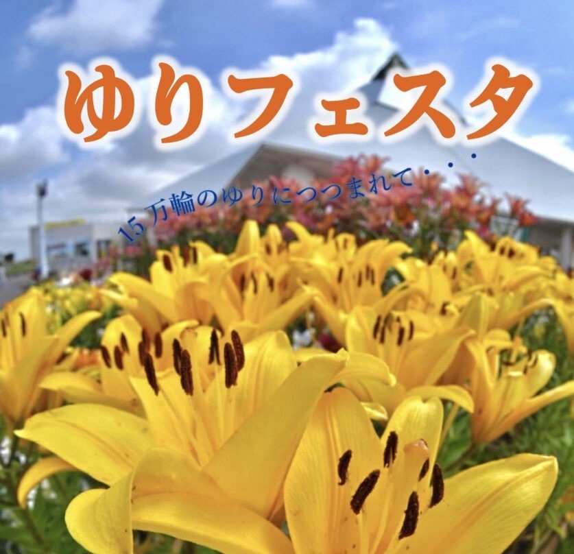 花の駅「ゆりの里公園」15万輪のユリが咲き誇ります「ゆりフェスタ」