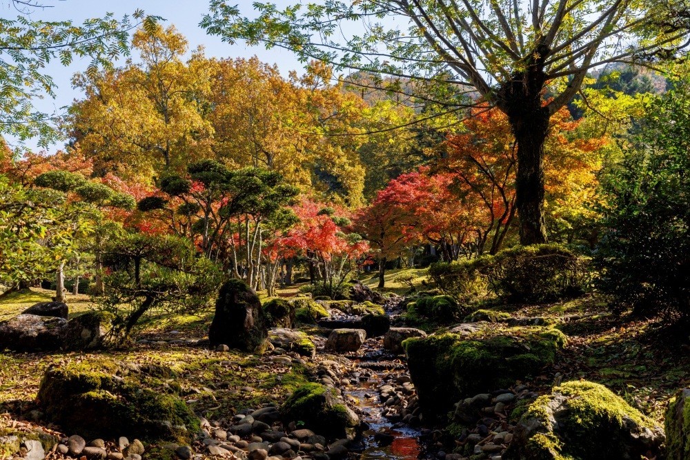 福井の四季を彩る！福井県のお花特集～秋編