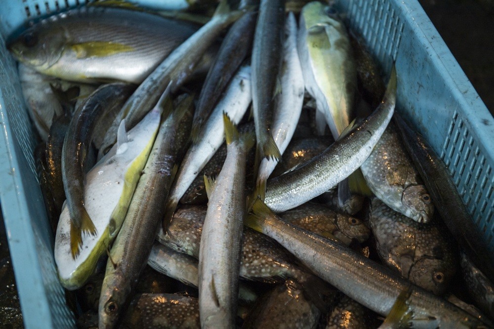 多種多様な魚に夢中になりました！