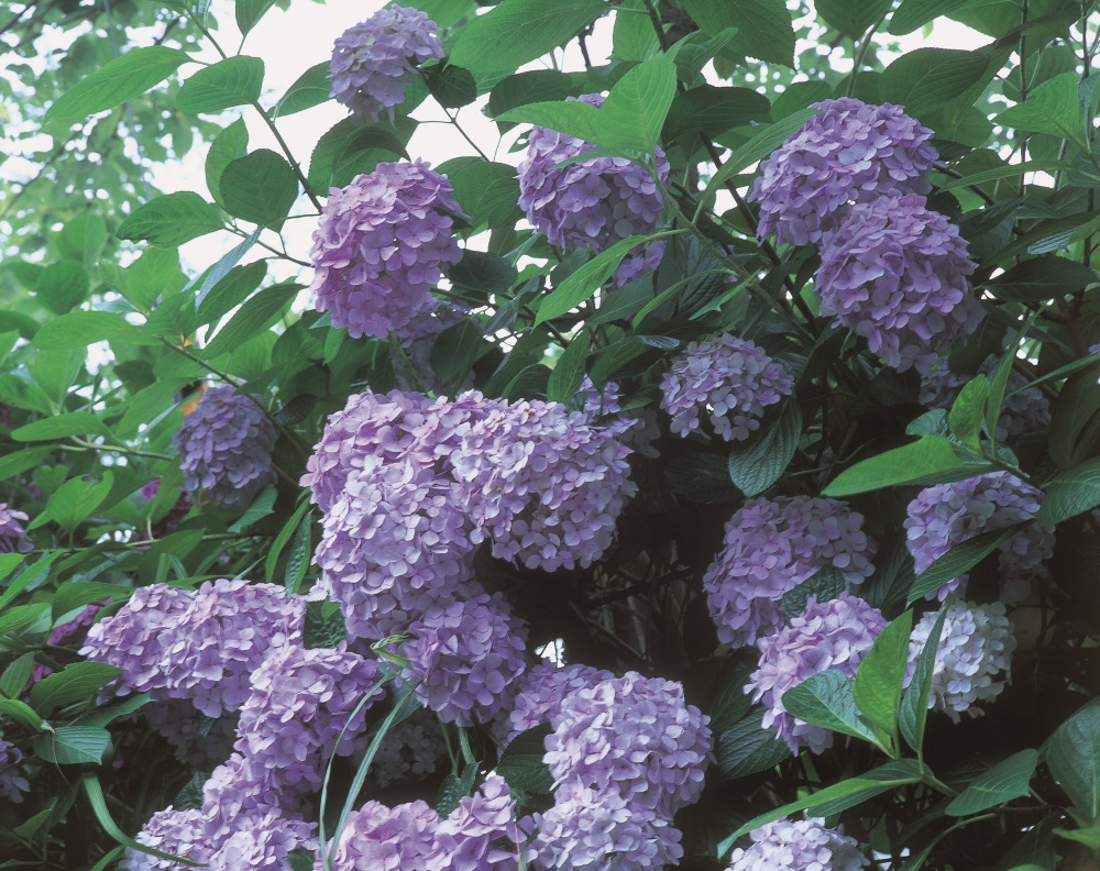 紫陽花の花の色が違う理由は?
