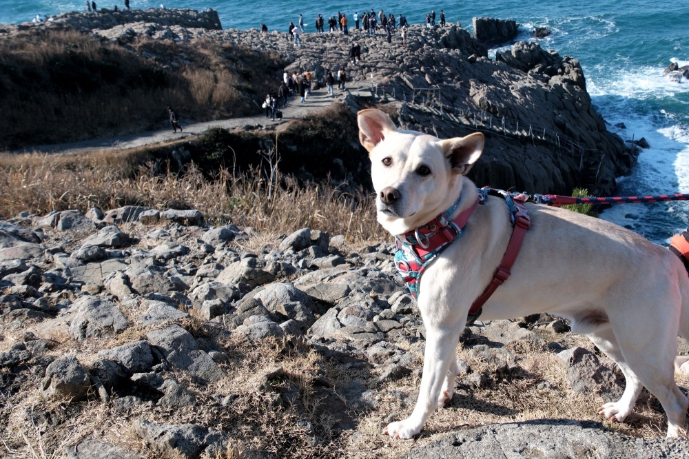 【2026年最新版】犬連れOK。“うちのコ”と楽しむ福井の観光スポット5選