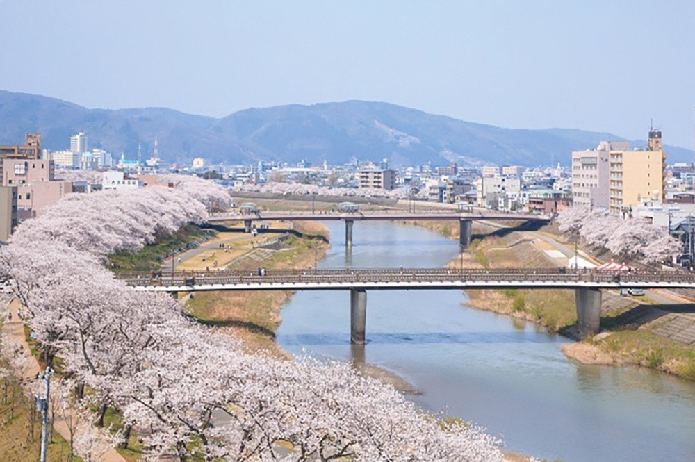 足羽川の桜並木