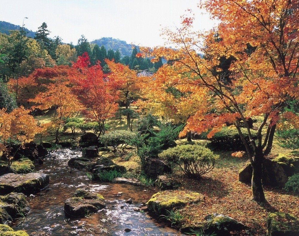 秋の紅葉見ごろ情報をリアルタイムで更新中