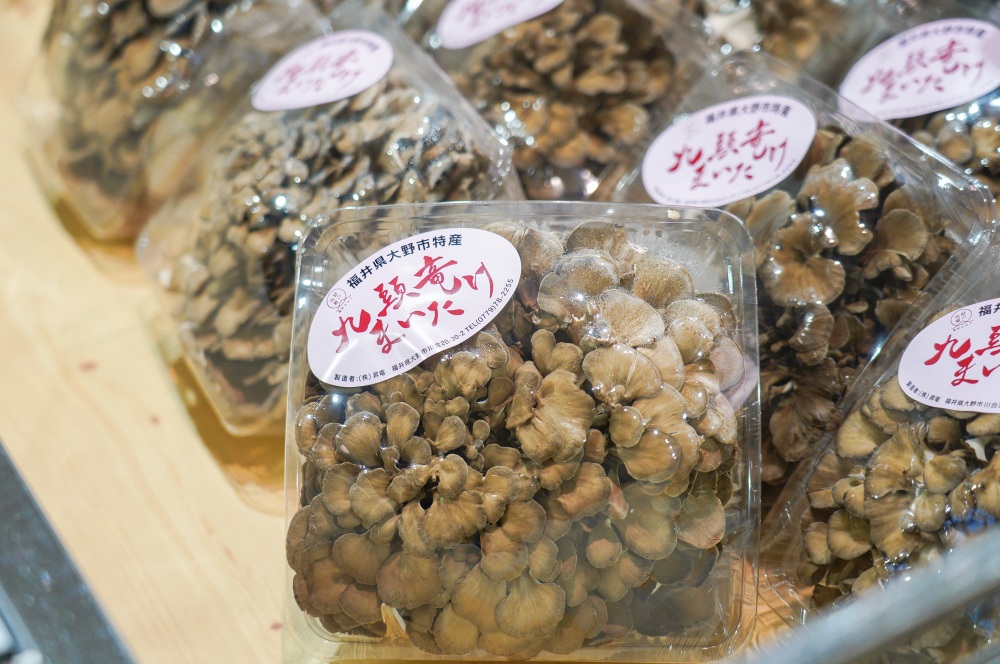 九頭竜まいたけ