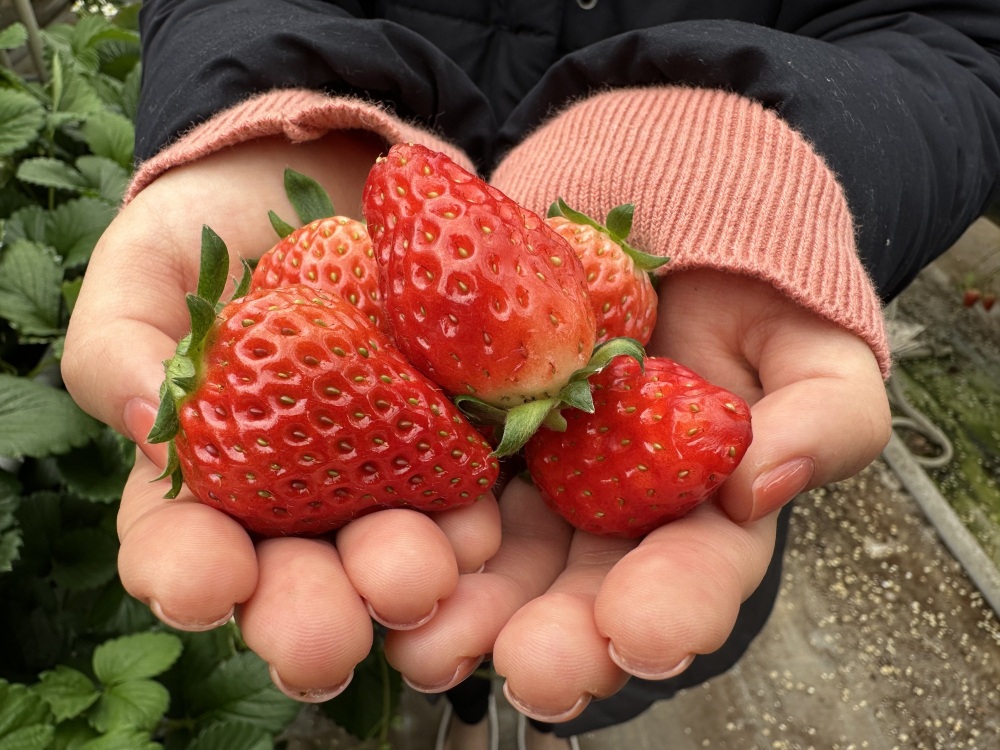 ふく旅ライターの記事も公開中!「ファミリー・グループにおすすめの「イチゴ狩り」施設3選【あわら温泉】からすぐ!」