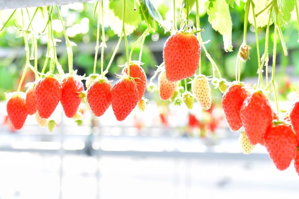 ふく旅ライターの記事も公開中!「福井県若狭の大人気「いちご狩り」スポット4選!」