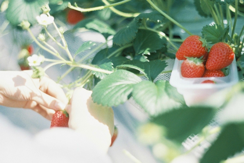 春の味覚!福井のいちご狩りスポットへ出かけよう!~海辺のいちご畑「ジョリーファーム」体験記~