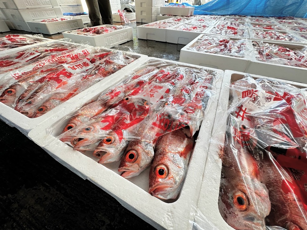 越前海岸で獲れる魚が美味しい理由
