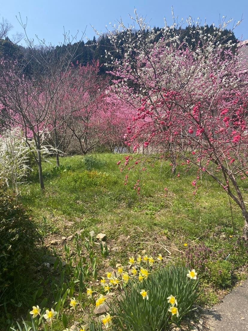 殿下公民館横の花モモは、少し早く咲きます