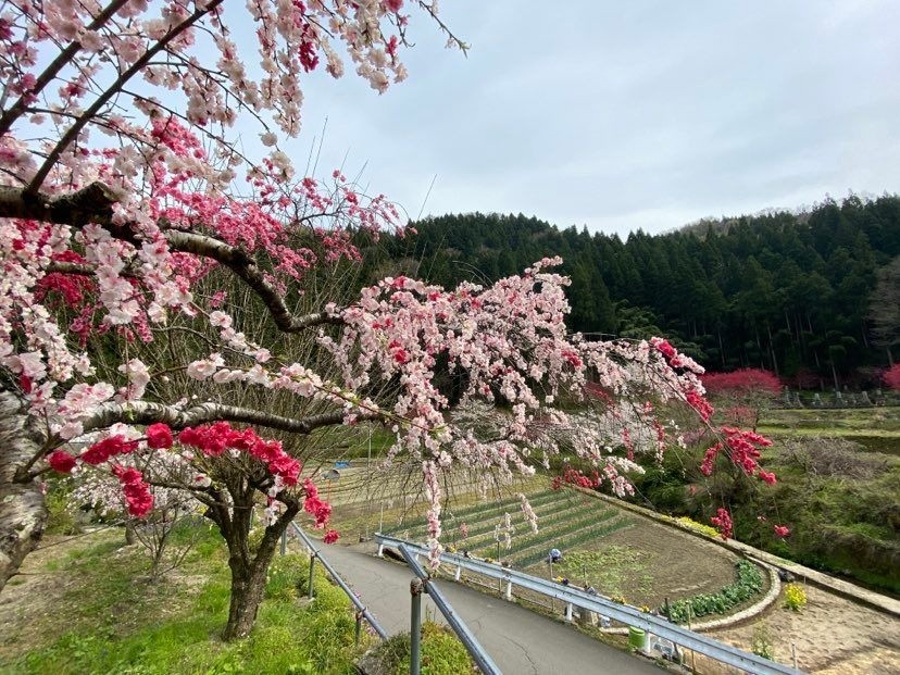 珍しい三色の花モモ。可愛い～