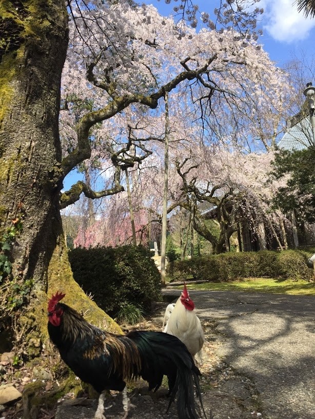 境内には、放し飼いの鶏達がお出迎え