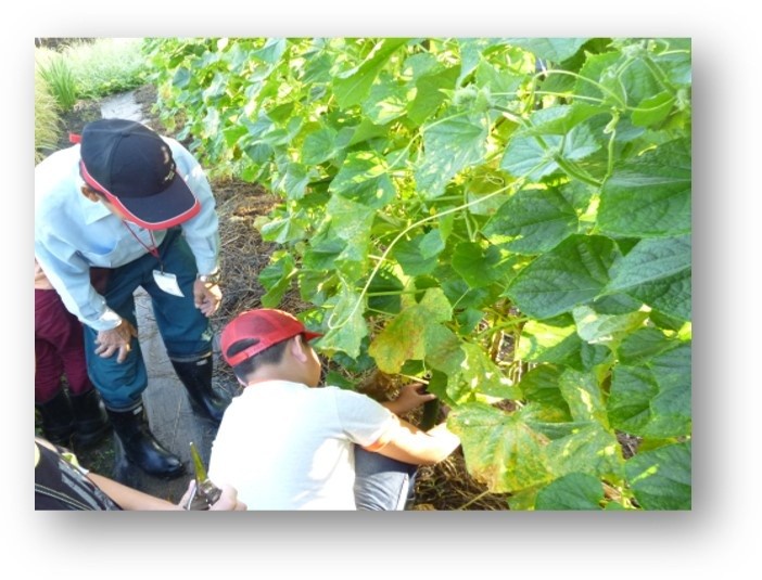 自分で収穫した野菜の味は最高