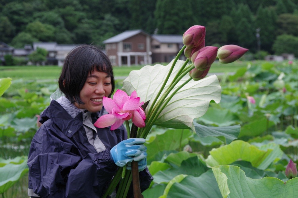 花ハスの花摘み