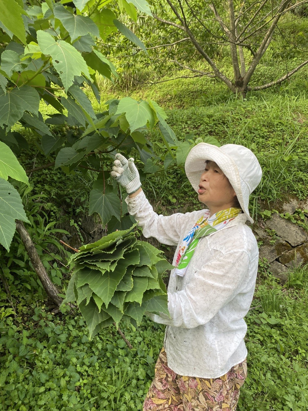 「若い葉はなるべく避け厚みや硬さのある葉をとってくださいね」