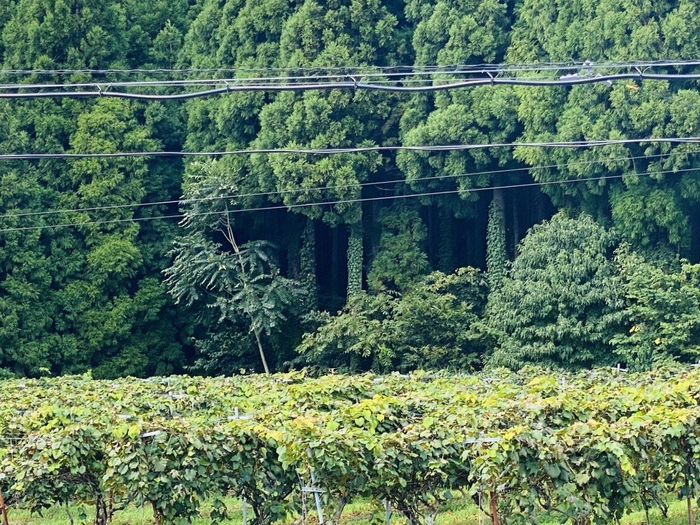 写真　白山ワイナリー様