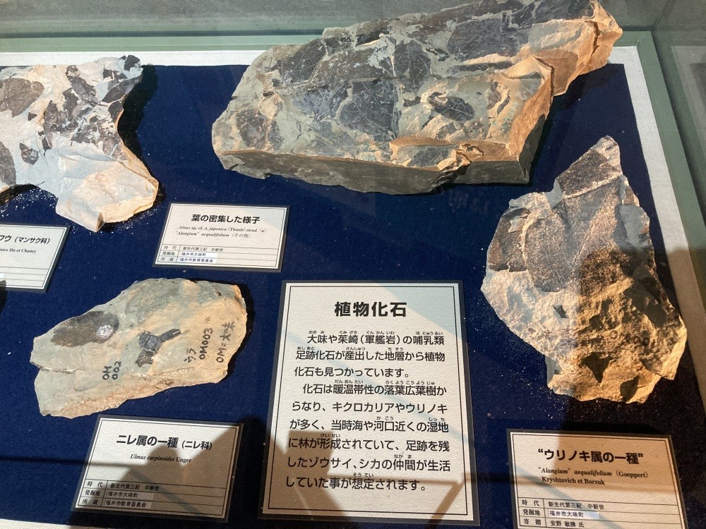 1650万年前の痕跡を見ることのできる木の葉や象類、鹿や際などの足跡化石の展示コーナーもあります。