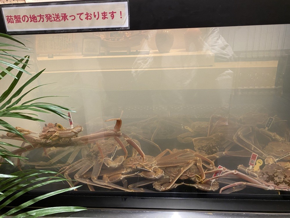 のびのびと手足を伸ばす越前ガニ