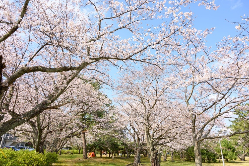 写真　若狭高浜観光協会提供