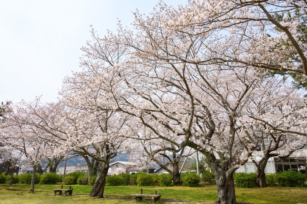 写真　若狭高浜観光協会提供