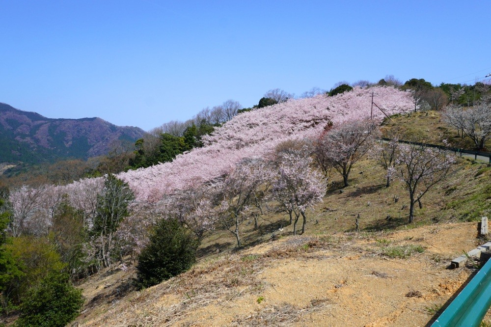 写真　若狭高浜観光協会提供