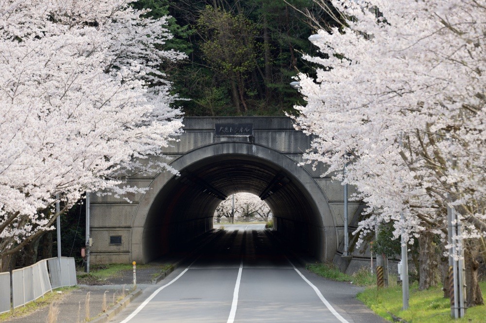 大島半島の桜並木