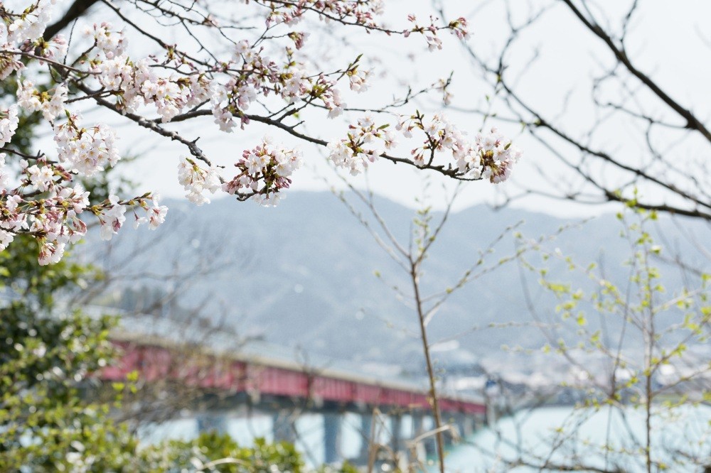 青戸大橋と桜