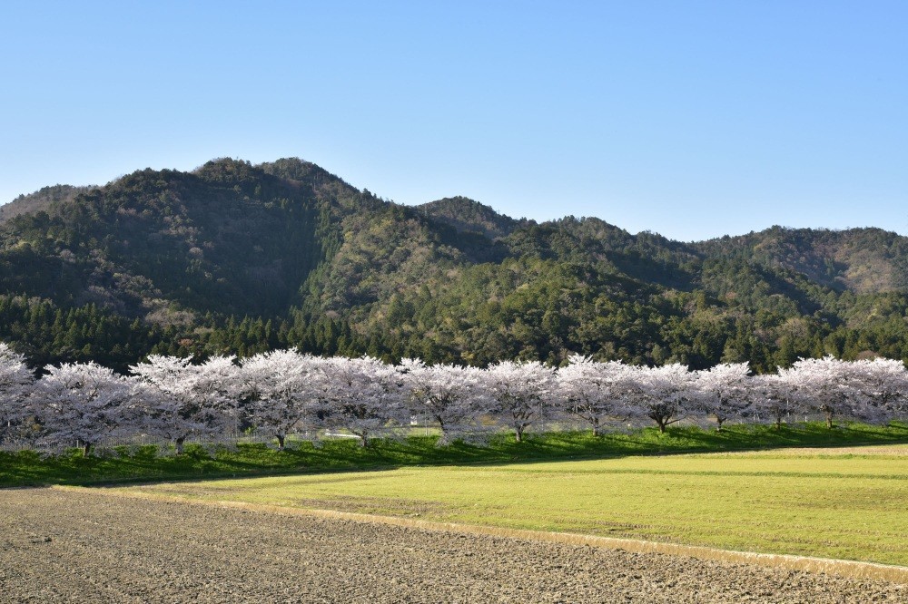 佐分利街道の桜並木