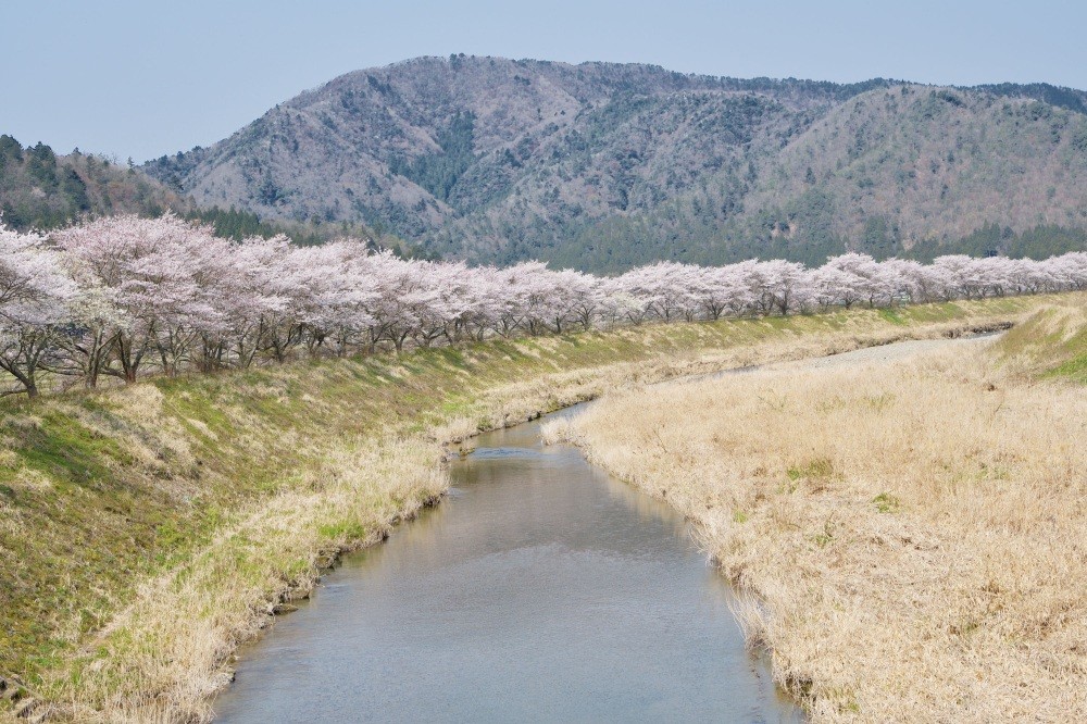 南川堤防沿いの桜並木