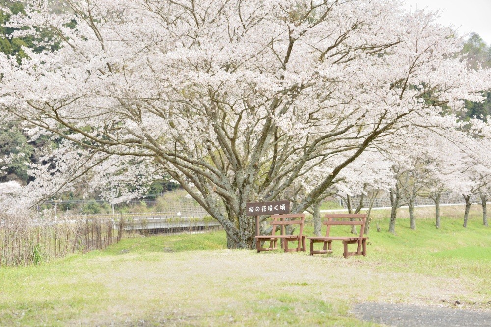 桜の咲く頃