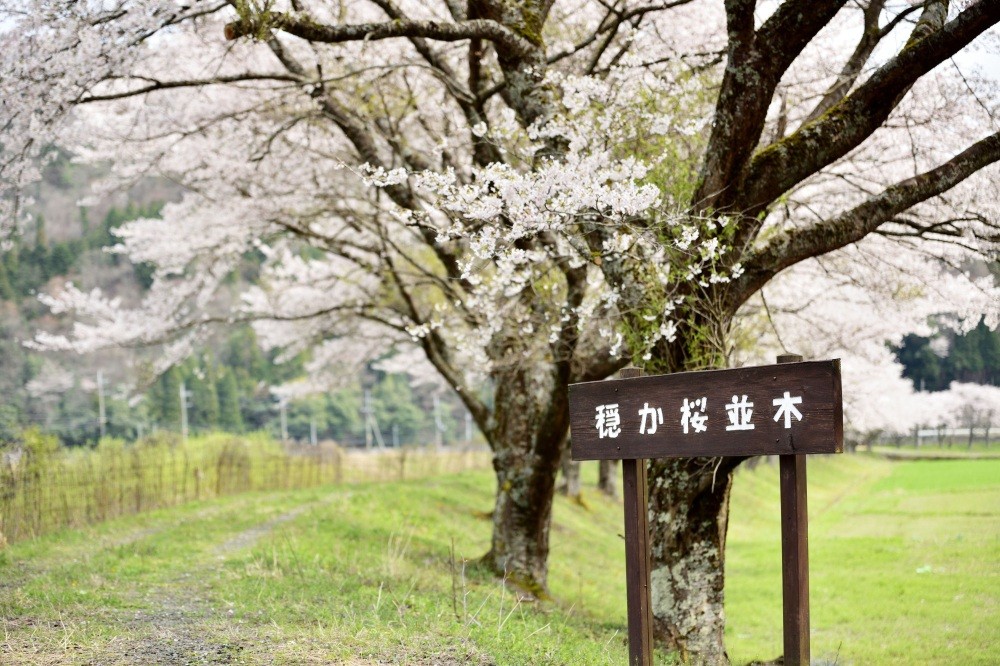 穏やか桜並木