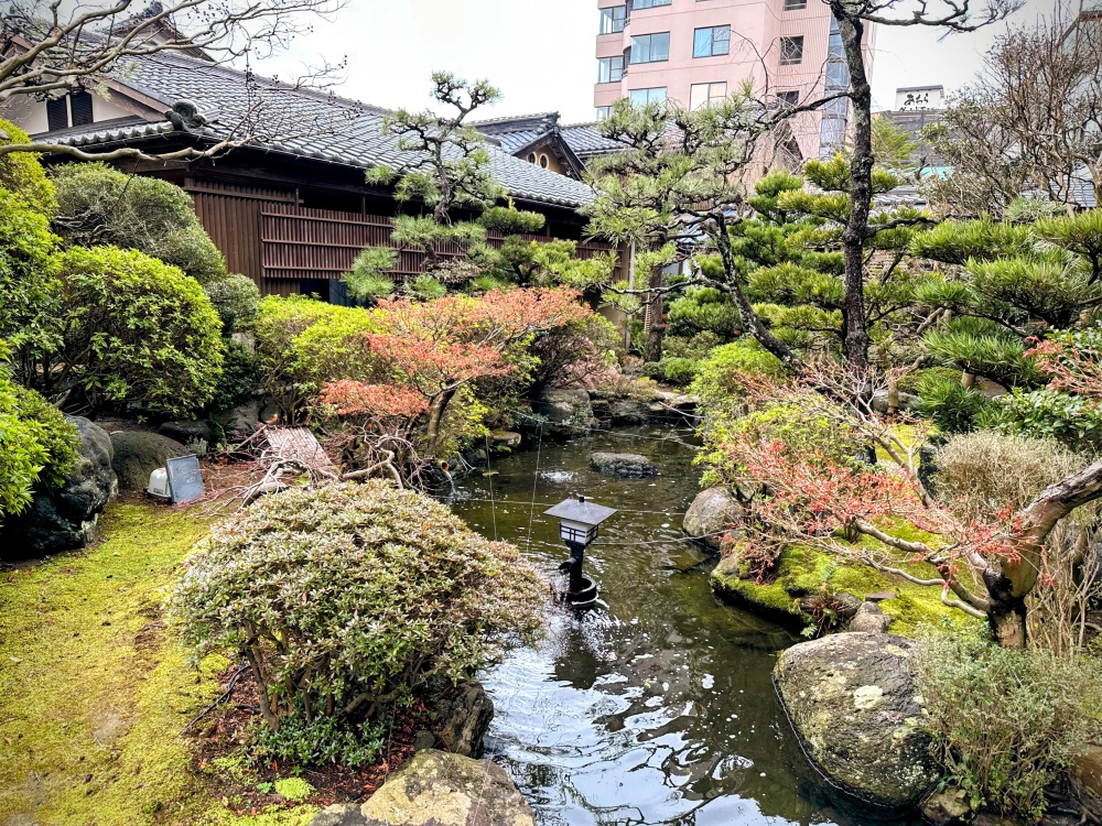 悠々と錦鯉が泳ぐ池