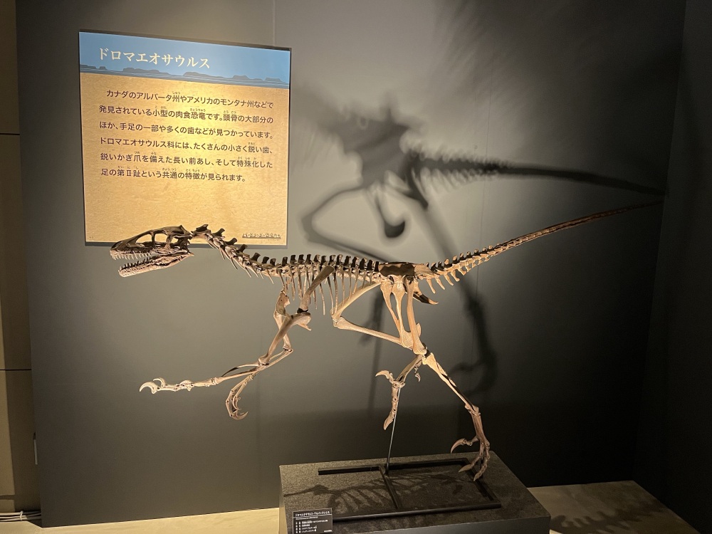ドロマエオサウルス