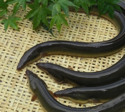 口細青鰻