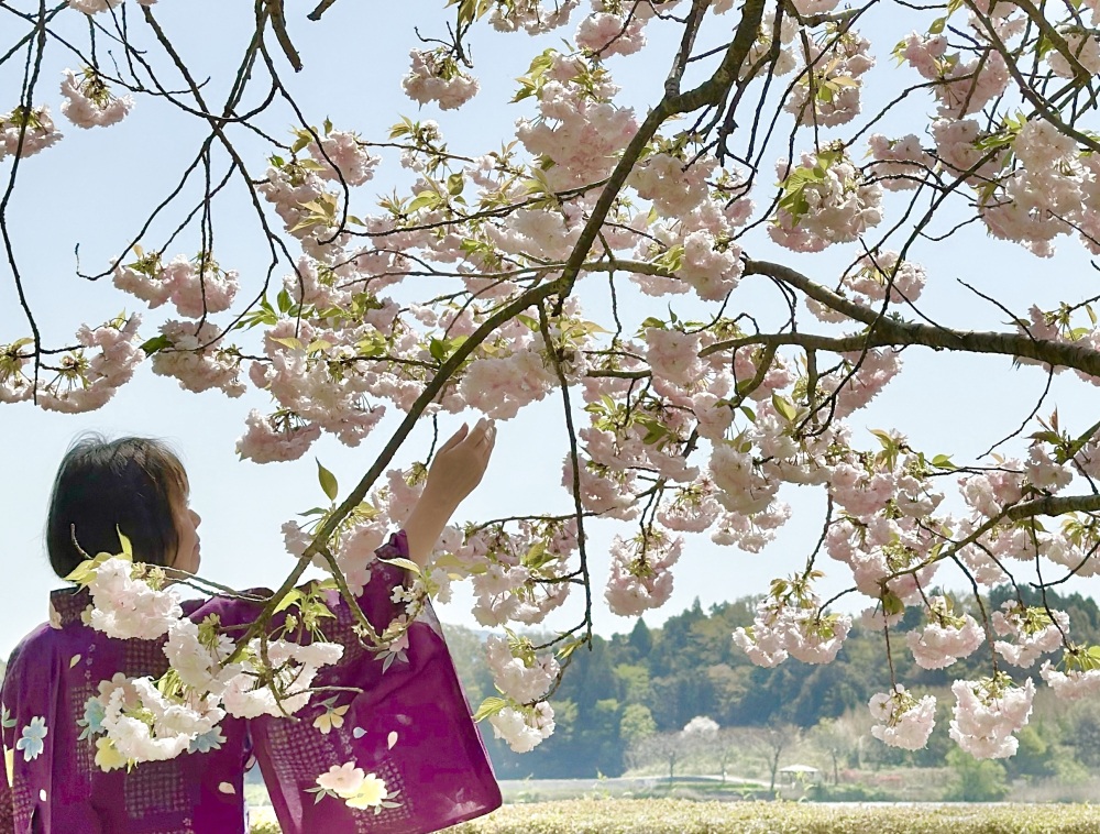 桜の時期（浴衣に着替えて）
