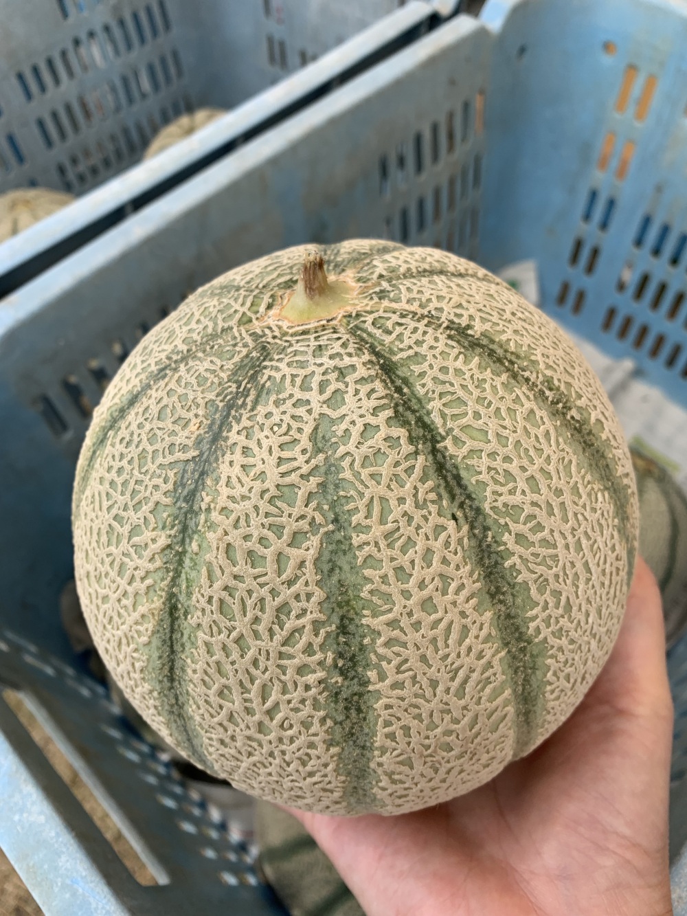メロン