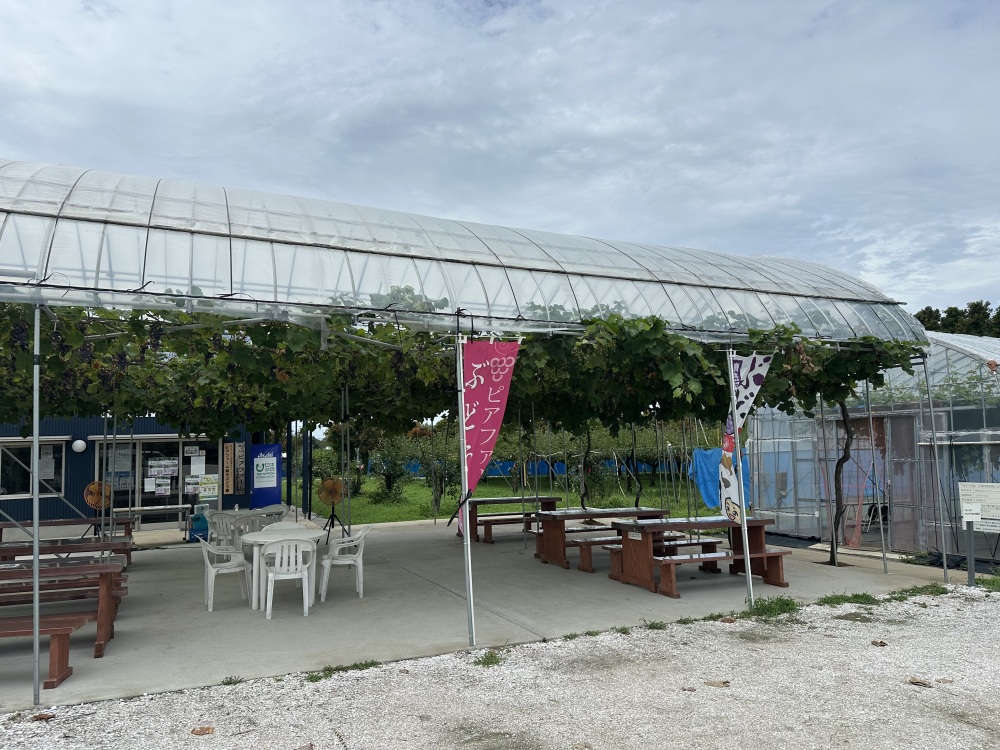 購入したぶどうを食べて休むところもあり