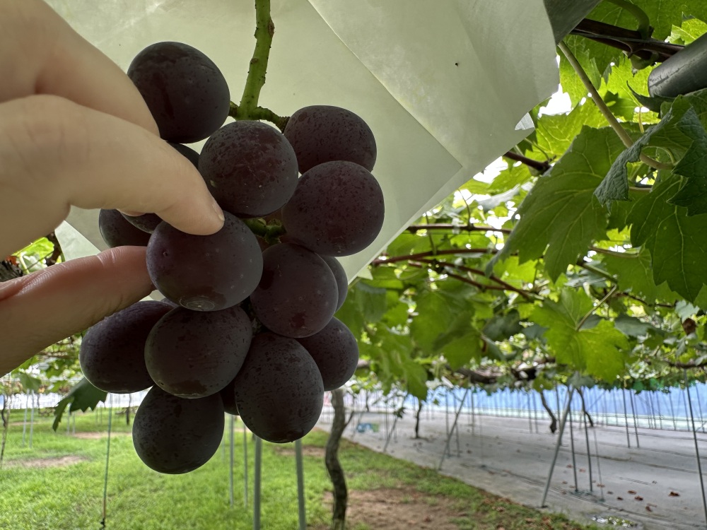 様々な品種のぶどうたち